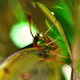 Illustration for article titled Shooting Challenge: Bugs Gallery (Part 4)